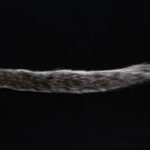Squirrel Tail - natural grey