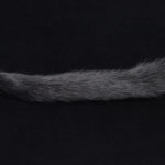 Squirrel Tail - black