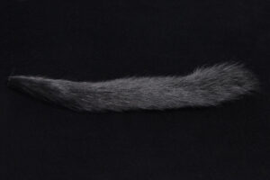 Squirrel Tail-714