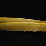 Turkey Biot Quills - bwo