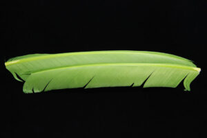 Turkey Biot Quills-838