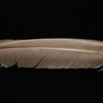 Turkey Biot Quills - callibaetis