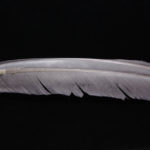 Turkey Biot Quills - gray