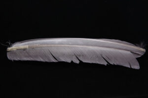 Turkey Biot Quills-850