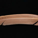 Turkey Biot Quills - hendrickson
