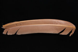Turkey Biot Quills-852