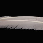 Turkey Biot Quills - light cahill