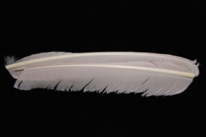Turkey Biot Quills-853