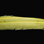Turkey Biot Quills - light olive