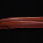 Turkey Biot Quills - mahogany