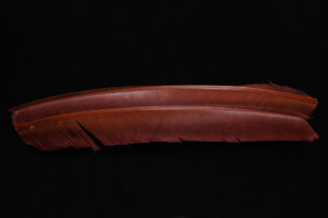 Turkey Biot Quills-841