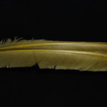 Turkey Biot Quills - olive