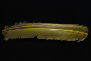 Turkey Biot Quills-837
