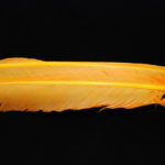 Turkey Biot Quills - sulphur orange