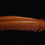 Turkey Biot Quills - rusty spinner