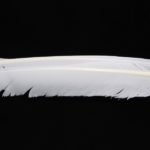 Turkey Biot Quills - white