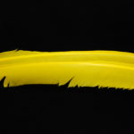 Turkey Biot Quills - yellow