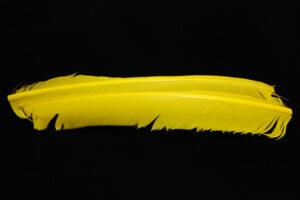 Turkey Biot Quills-840