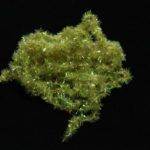 Cactus Chenille - olive