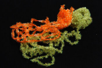 Cactus Chenille-0