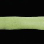 EP Fibers 3D - pilchard