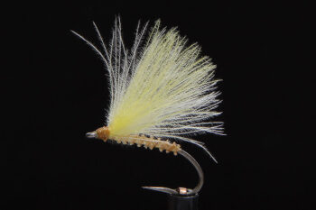 F-Fly yellow sally-0