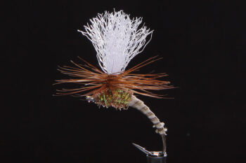 Klinkys callibaetis-0