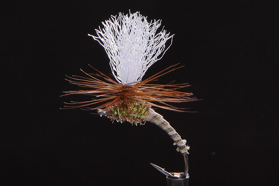 Klinkys callibaetis-0