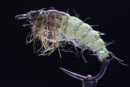 Czech Nymph green