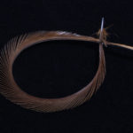 Stripped Goose Biots - prince nymph brown