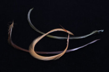 Stripped Goose Biots-0
