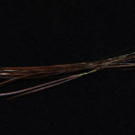 Hand Stripped Peacock Quill - brown