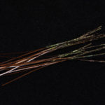Hand Stripped Peacock Quill - ginger
