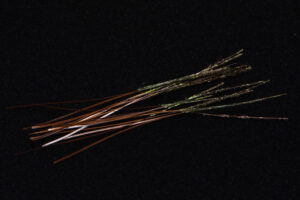 Hand Stripped Peacock Quill-1920