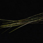 Hand Stripped Peacock Quill - green