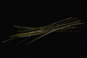 Hand Stripped Peacock Quill-1912