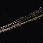 Hand Stripped Peacock Quill - natural