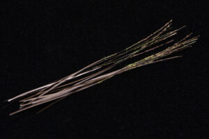 Hand Stripped Peacock Quill-1916