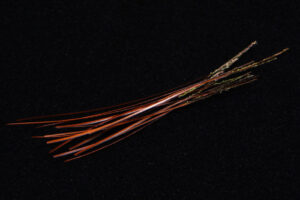 Hand Stripped Peacock Quill-1917