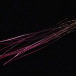 Hand Stripped Peacock Quill - pink