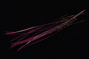 Hand Stripped Peacock Quill-1918
