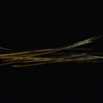 Hand Stripped Peacock Quill - yellow