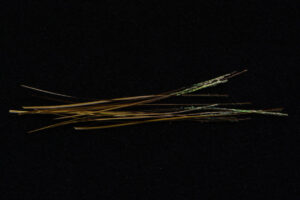 Hand Stripped Peacock Quill-1915