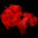 Mallard Flank - red
