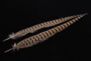 Ringneck Pheasant Tail Feather-0