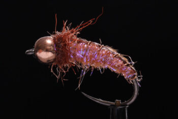 Cervelat-0