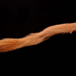 Calf Tail - tan