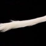 Calf Tail - white
