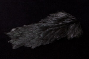 India Hen Back black