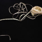 Mini Flat Braid" - shimmer gold